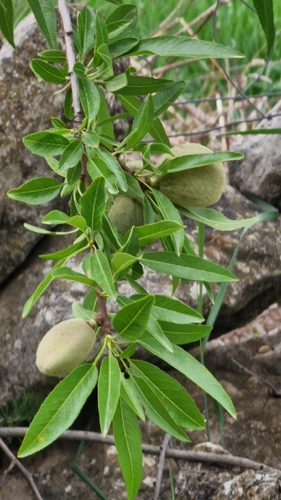 Avistamiento Almendro