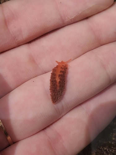 Aeolidiella sanguinea
