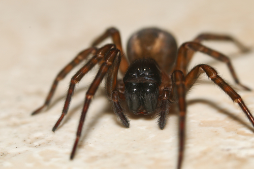 Lace-Weaver Spider