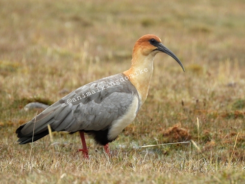 Andean Ibis