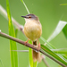 Yellow-bellied Prinia - Photo (c) A.Ma, all rights reserved, uploaded by A.Ma