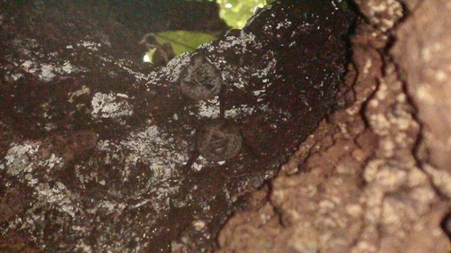 Cyclops roundleaf bat