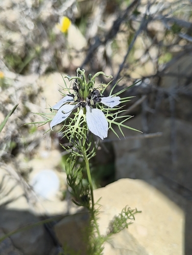 love-in-a-mist