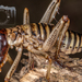 Hawke's Bay Tree Weta - Photo (c) Danilo Hegg, all rights reserved, uploaded by Danilo Hegg