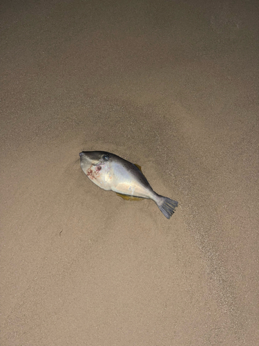 Aluterus monoceros