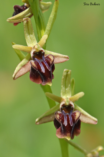 Ophrys mammosa