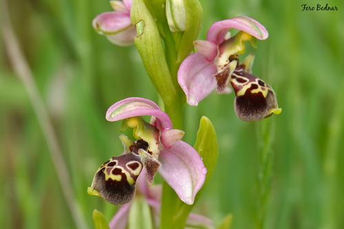 Ophrys umbilicata