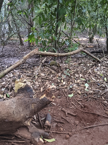 Azara's Agouti