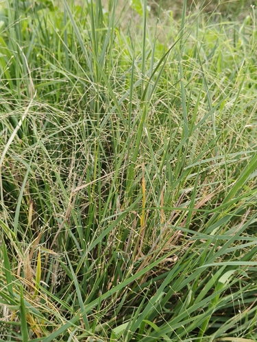 Walwhalleya proluta
