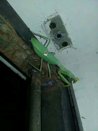 Argentine White-crested Mantis
