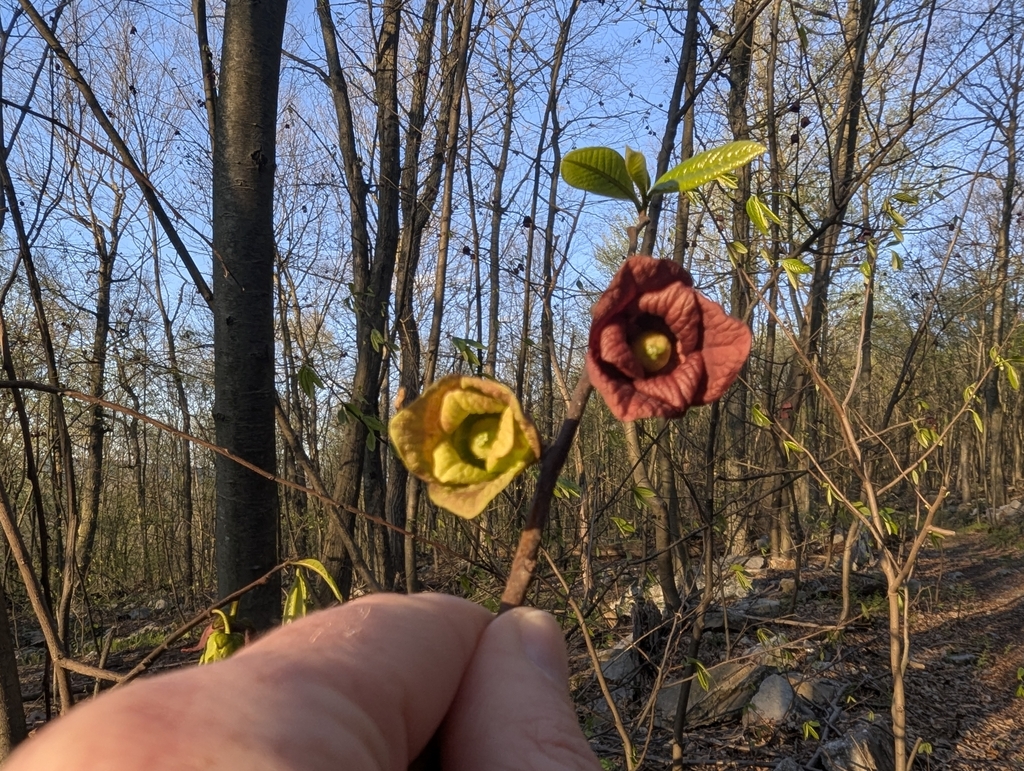 common pawpaw from Perry County, US-PA, US on April 19, 2026 at 07:06 ...