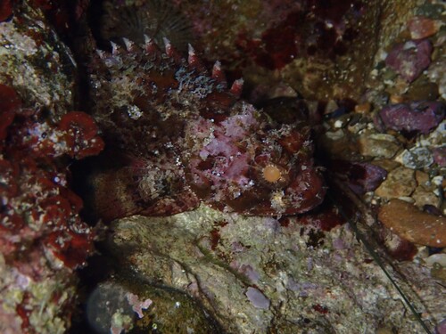 Scorpaena porcus