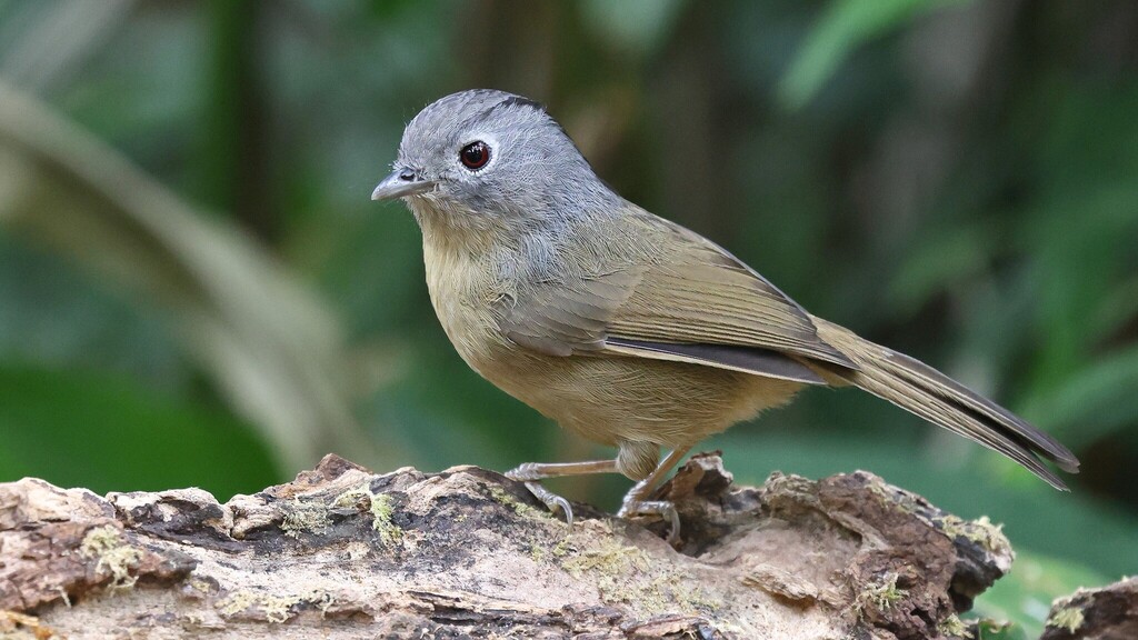 Yunnan Fulvetta (Alcippe fratercula) photo