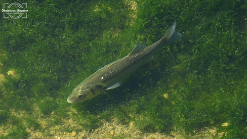 Dicentrarchus labrax