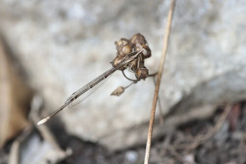 Yellow featherlegs