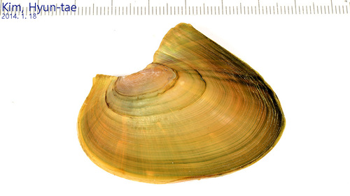 Cockscomb Mussel