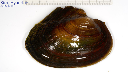 Cockscomb Mussel
