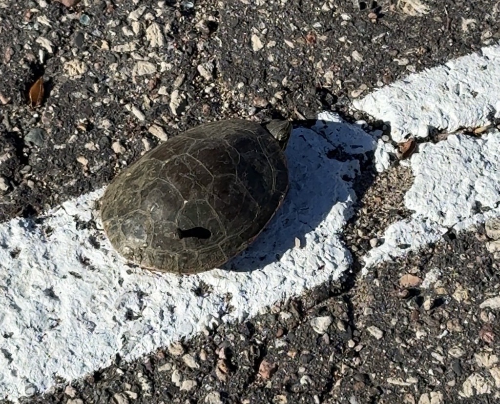 Turtle Leeches Smooth Turtle Leech from Bush Lake Park, Bloomington, MN, US on April ...