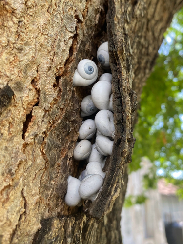 Ribboned planispire