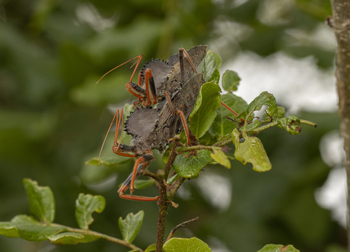 Arilus carinatus
