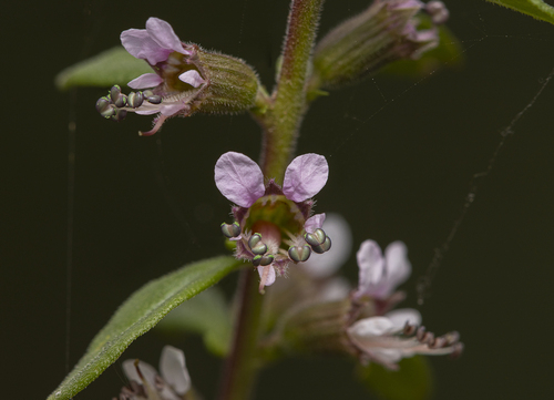 Pleurophora anomala