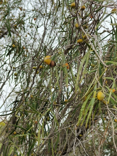 Native apricot