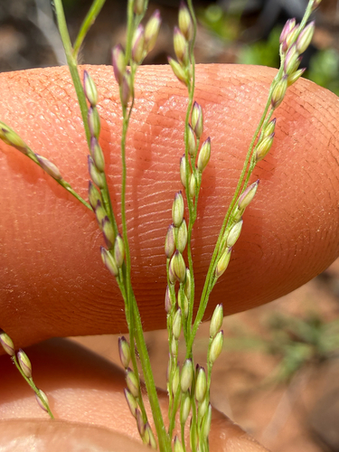 kakonakona (Panicum xerophilum)