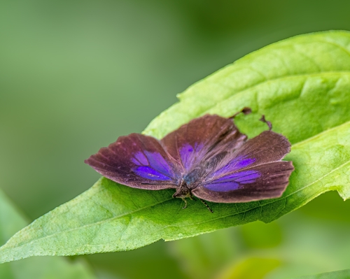 Falcate Oak Blue