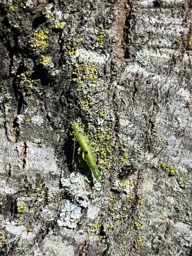iNaturalist observation photo of Timemas