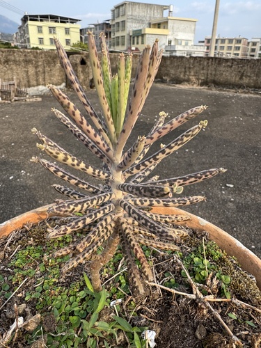 Mother of Millions