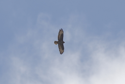 Common Buzzard