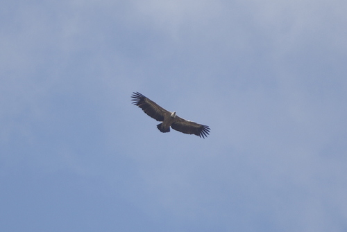 Eurasian Griffon