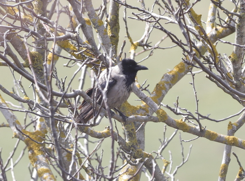 Hooded Crow