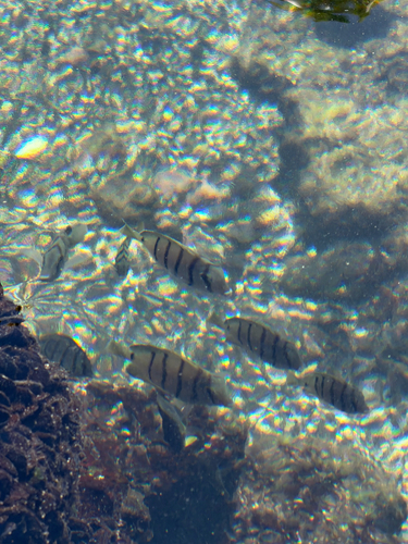 Acanthurus sandvicensis