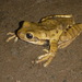 Chocoan Milky Frog - Photo (c) camarones, all rights reserved