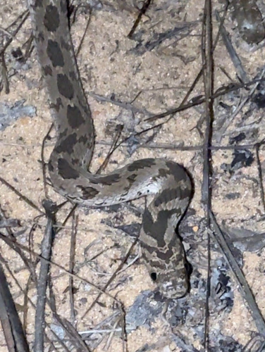 Egg-eating Snake