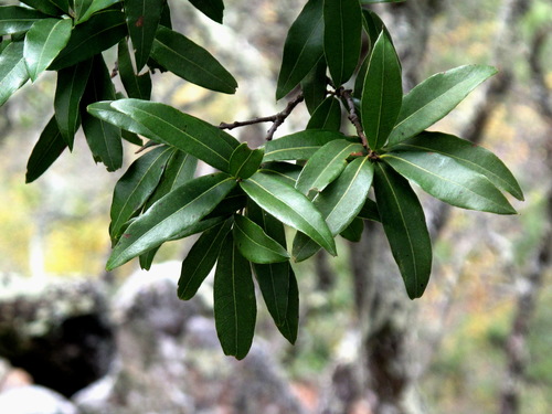 Quercus pinnativenulosa