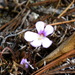 Pinguicula jaumavensis - Photo (c) Lex García, כל הזכויות שמורות, הועלה על ידי Lex García