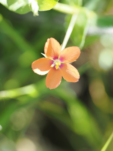 scarlet pimpernel