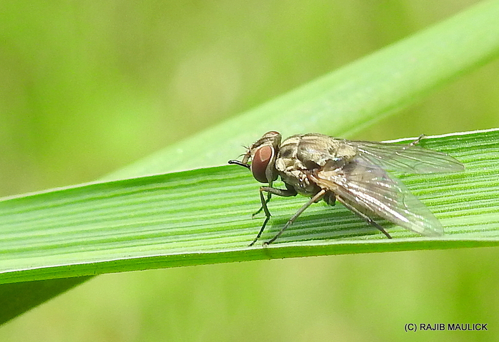 Stomoxys from Bidhannagar, Kolkata, West Bengal, India on August 12 ...