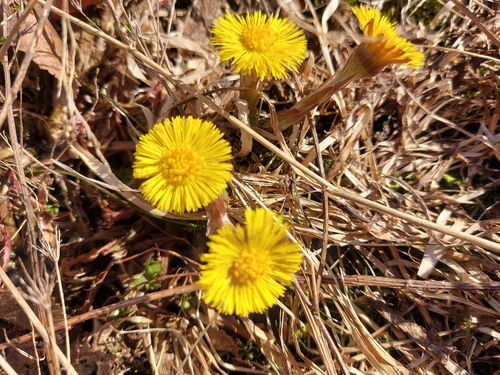 colt's-foot