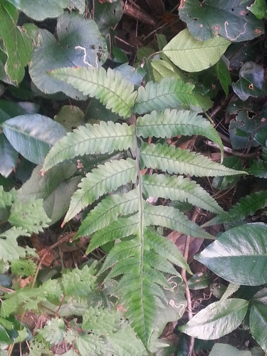 Anisocampium sheareri