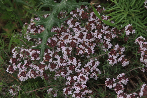 Algerian thyme