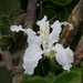 Bauhinia petersiana - Photo (c) Livingnaturehd Le Roux, todos los derechos reservados, subido por Livingnaturehd Le Roux