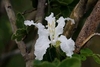 White Bauhinia - Photo (c) Livingnaturehd Le Roux, all rights reserved, uploaded by Livingnaturehd Le Roux