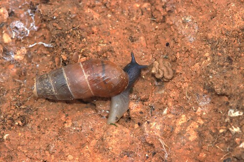 Decollate Snail
