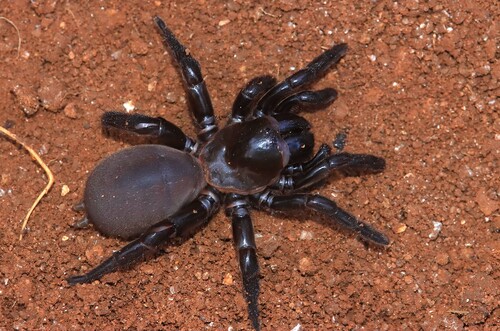 Amblyocarenum walckenaeri
