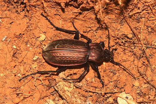 Carabus morbillosus