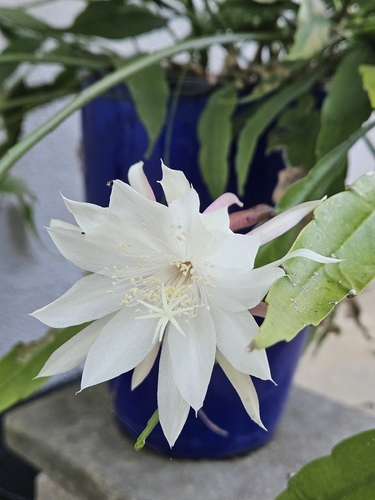queen of the night
