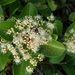 Syzygium caryophyllatum - Photo (c) Ilya Trukshin, all rights reserved, uploaded by Ilya Trukshin